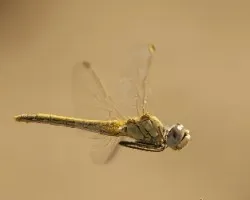 Sympetrum fonscolombii-hembra