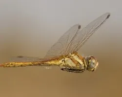 Sympetrum fonscolombii