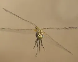 Sympetrum fonscolombii-hembra