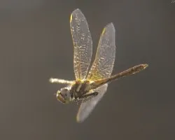 Sympetrum fonscolombii