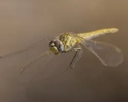 Sympetrum fonscolombii-hembra