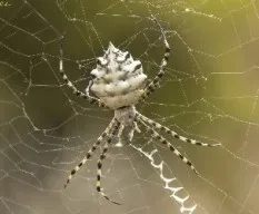 Argiope lobata