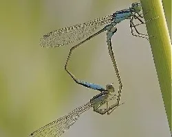 Ischnura elegans