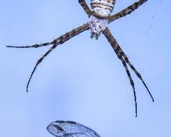 Arguiope trifasciata