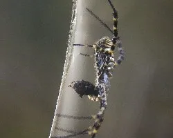 Arguiope trifasciata