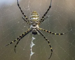 Arguiope trifasciata