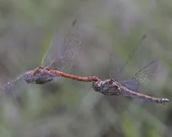 Sympetrum striolatum