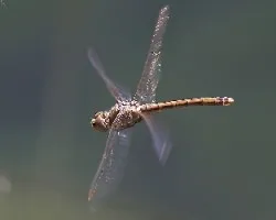 Sympetrum striolatum