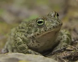 Esos ojitos verdes-(bufo calamita)