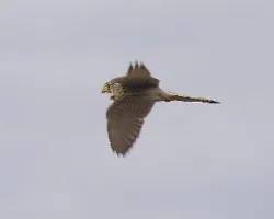 El cazador cazado:cernicalo comun-falco tinnunculus