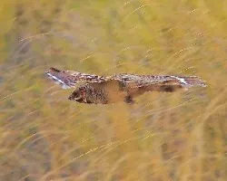 Caprimulgus ruficollis