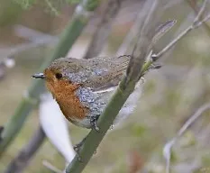 Erithacus rubecula