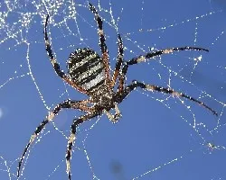 Argiope bruennichi