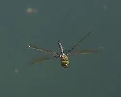 Anax imperator