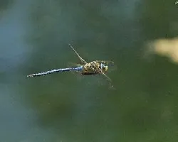 Anax imperator