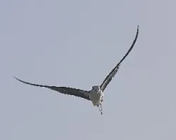 CigÃ¼eñuiela-himantopus himantopus