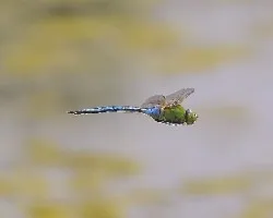 Anax imperator