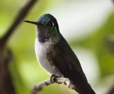 Lampornis hemileucus