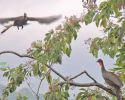 Penelope purpurascens