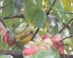 Tangara icterocephala