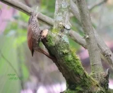 Lepidocolaptes souleyetii