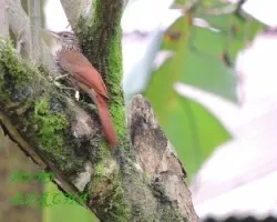 Lepidocolaptes souleyetii