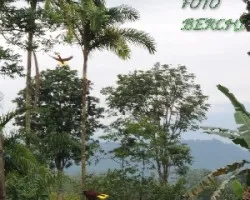 Psarocolius montezuma