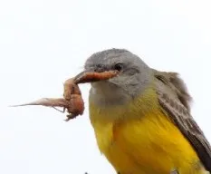 Tyrannus melancholicus