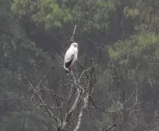 Leucopternis albicollis