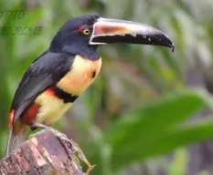 Pteroglossus torquatus