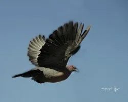 Patagioenas picazuro