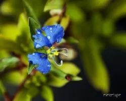 Commelina erecta