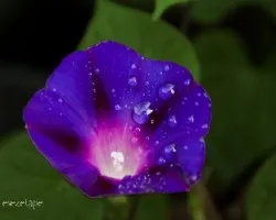 Ipomoea purpurea