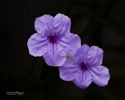 Ruellia brittoniana
