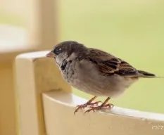 Passer domesticus