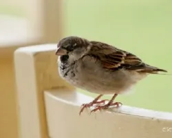 Passer domesticus