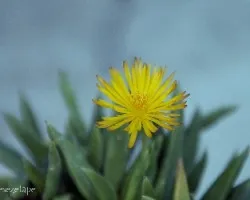 Bergeranthus jamesii