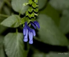 Salvia guaranitica