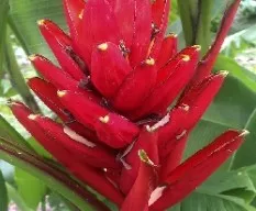 Heliconia