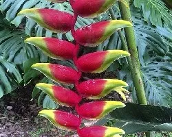 Heliconia