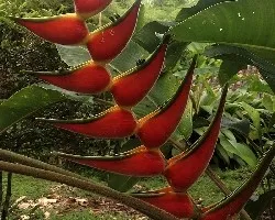 Heliconia