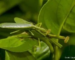 Mantis