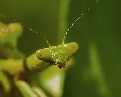 Mantis