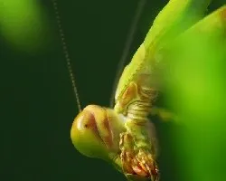 Mantis