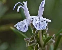 Rosmarinus officinalis
