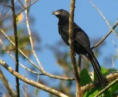 Crotophaga sulcirostris