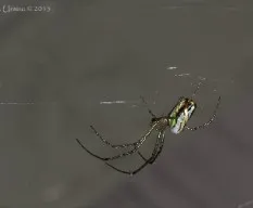 Nephila?