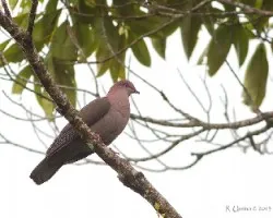 Patagioenas nigrirostris