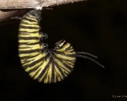 Danaus plexippus erippus