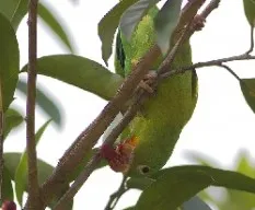 Brotogeris jugularis